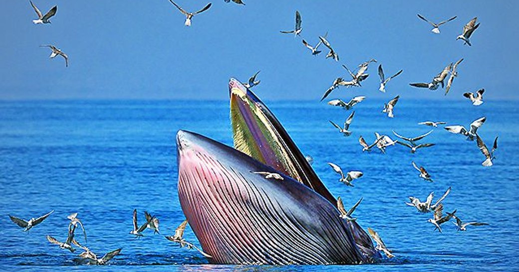 Bryde Whale eating in New Zealand at water's surface