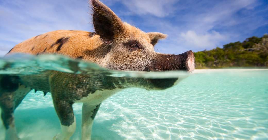 Swimming pigs in the Bahamas