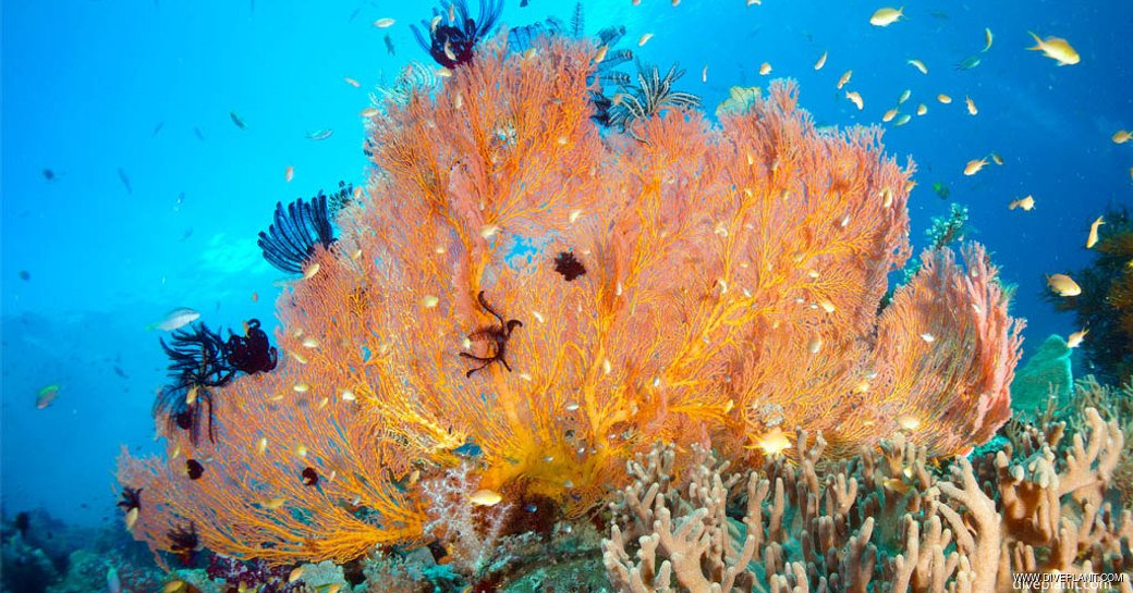 Orange corral reef located round Mioskon Bay 