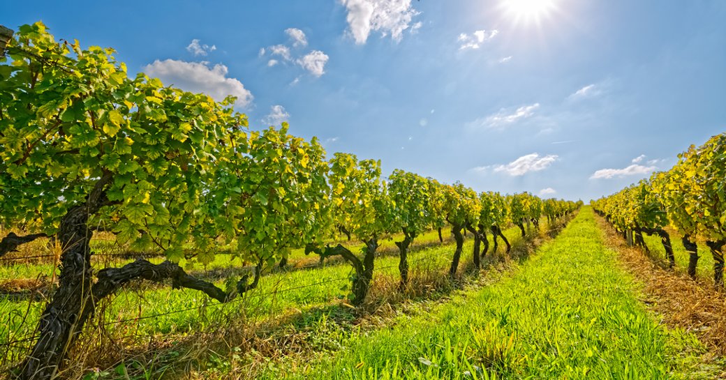 A line of vineyards in Dubrovnik, Croatia