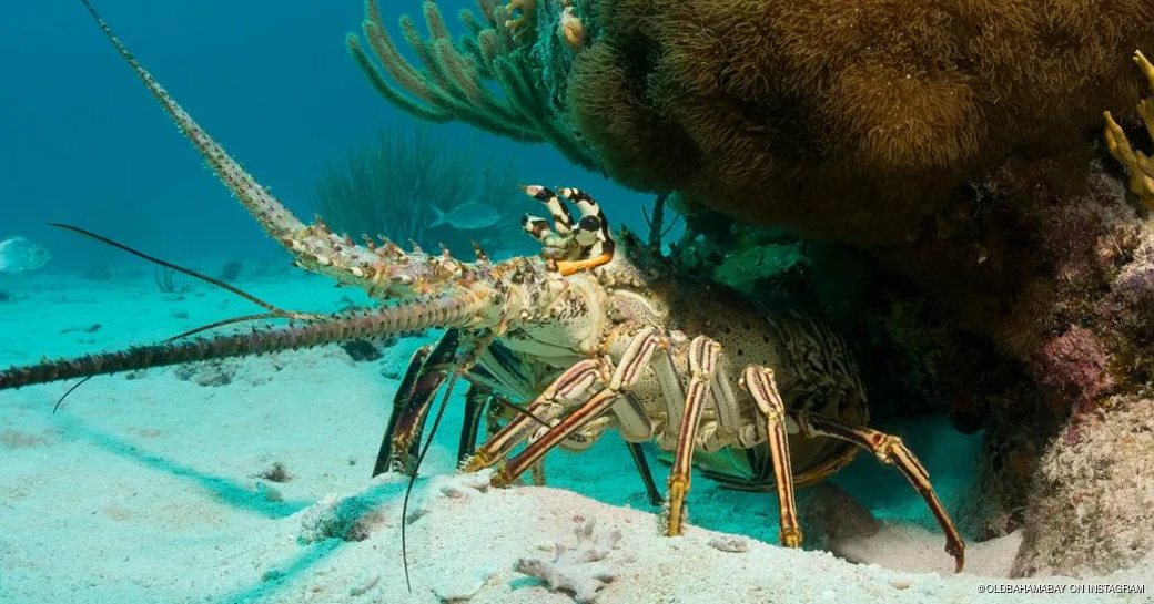 Underwater photo of a crustacean by a rock 