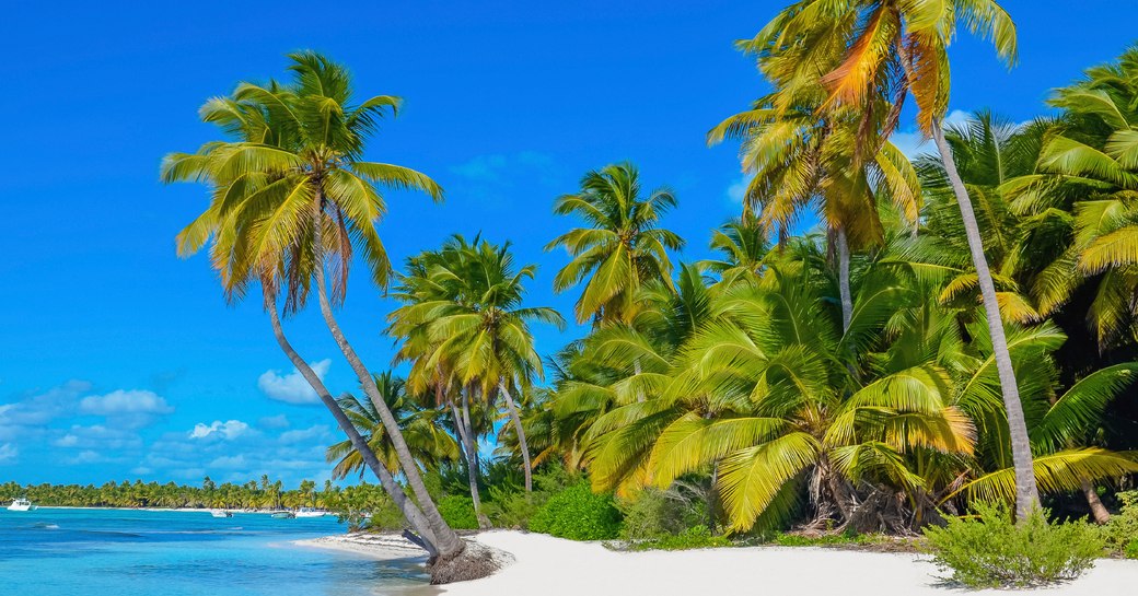 Palm-fringed beach in Anguilla