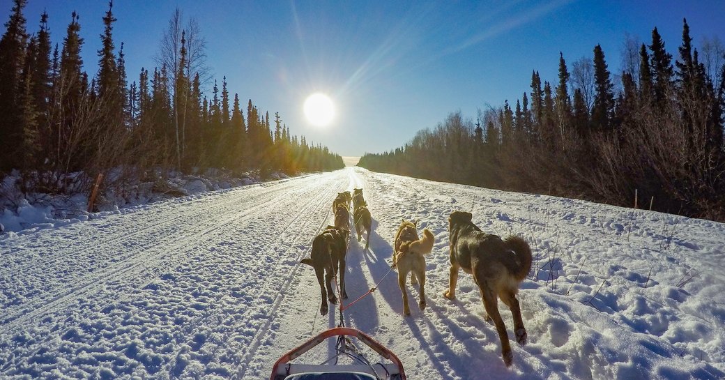 Group of huskies exploring over glacier and through the mountains on a Dog Sledding tour in Alaska 