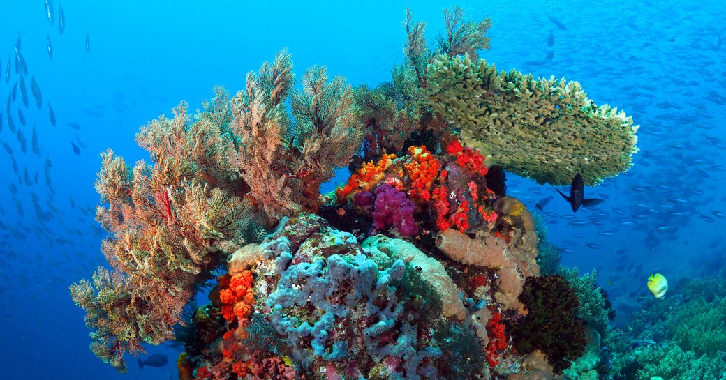 Coral reefs in Crystal rock