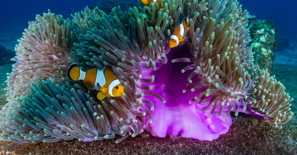 Clownfish swimming in coral in Red Sea in Egypt