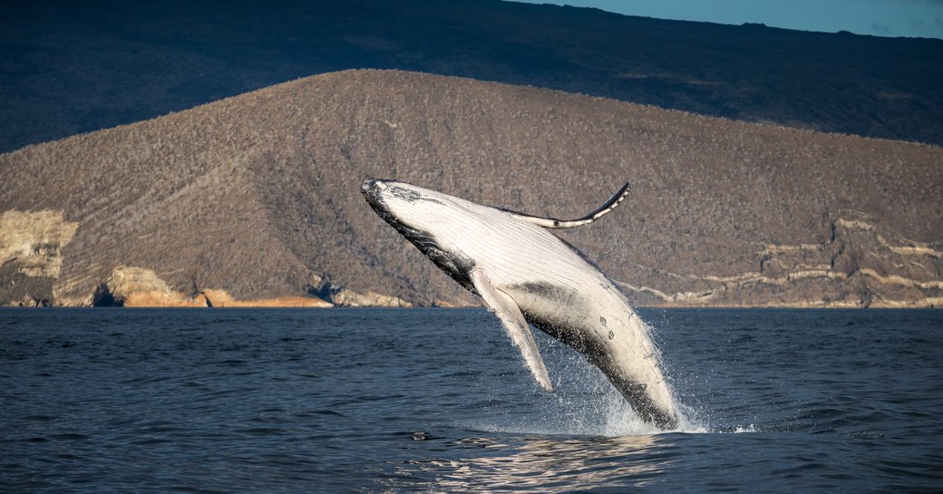 A humpback whale breaching in Isabela island, Galapagos