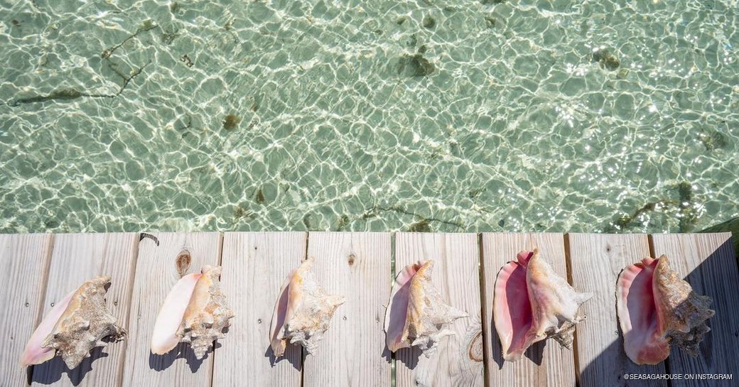 Conch shells lined up on the decking over the water 