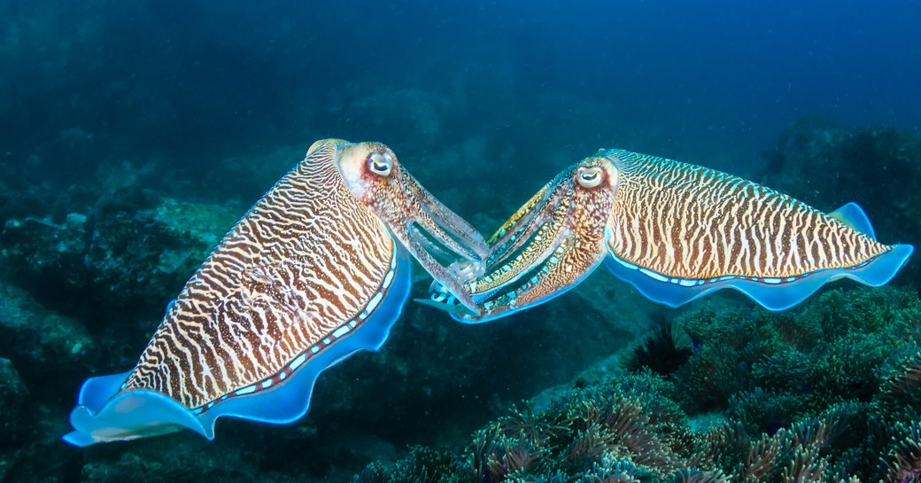 A pair of cuttlefish in the Mergui Archipelago on the Andaman Sea