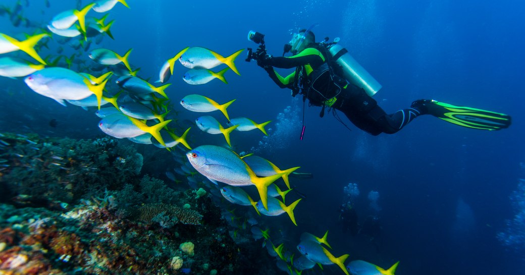 Diving with Yellow and Blueback Fusilier