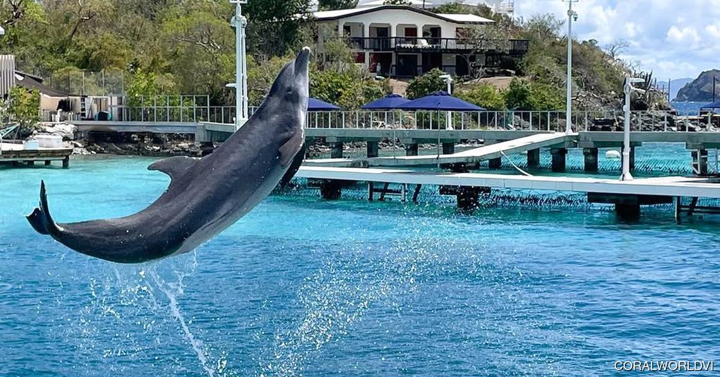 Coral World Ocean Park US Virgin Islands dolphin