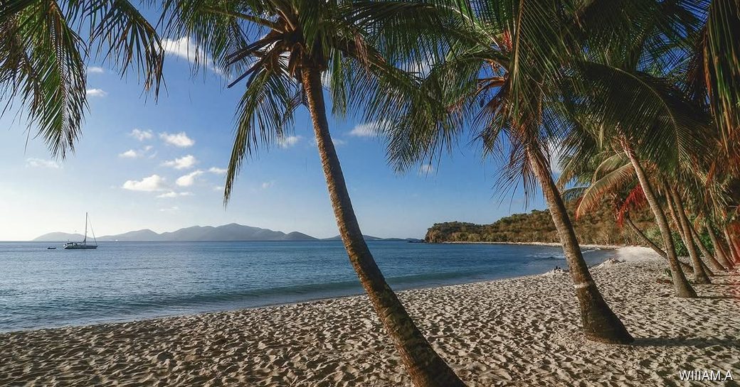 Smuggler's Cove Tortola beach, palm trees