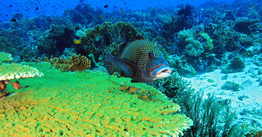 Underwater view of green coral and tropical fish