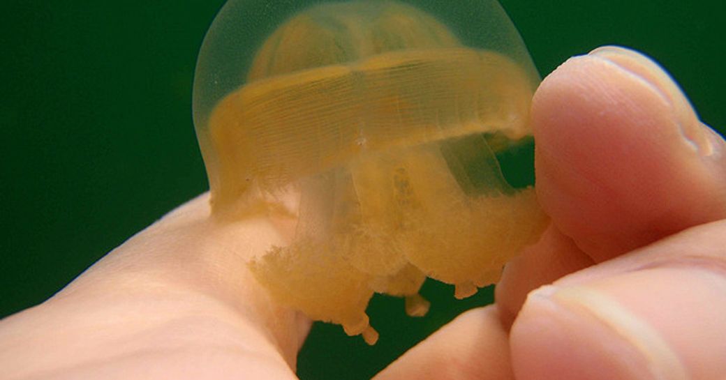 travel to the pacific for a lmeet jellyfish smaller than the human hand on a luxury yacht charter in the palau islands
