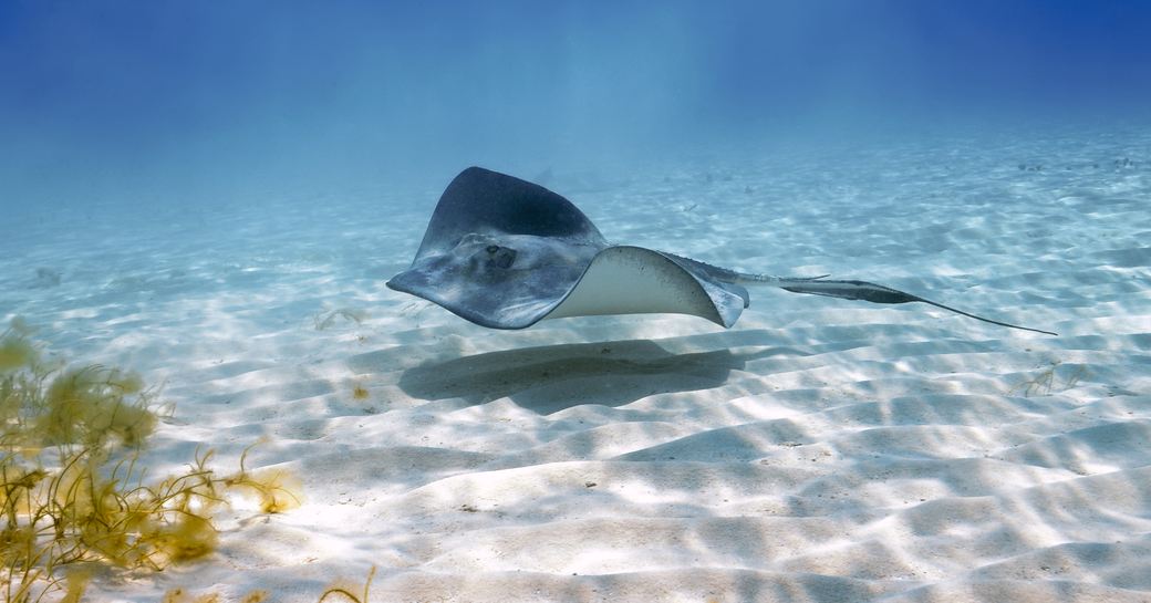 A stingray patrols the sandy floor for food in the Caribbean