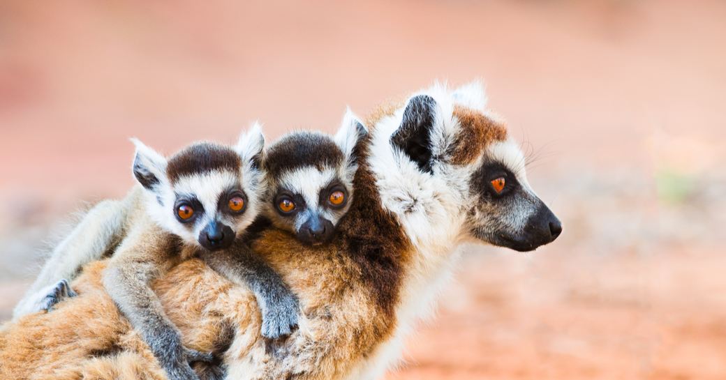 A mother lemur in profile is grasped by two smaller lemurs