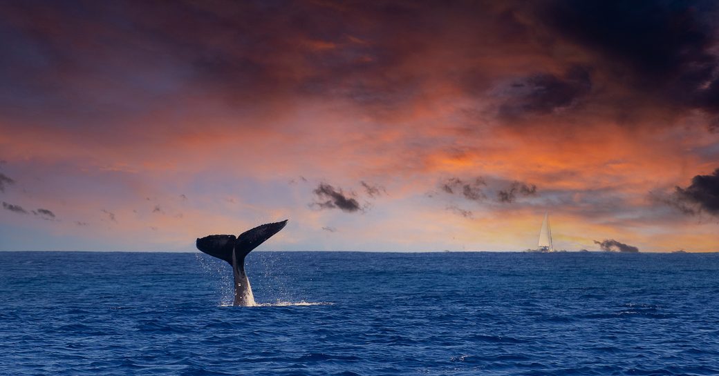 A whales fluke pokes out the water in the French Polynesia waters at sunset