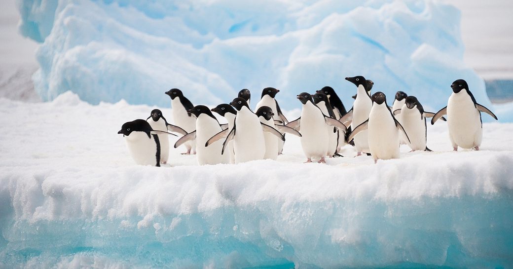 penguins on snowy landscape on coast of Antarctica
