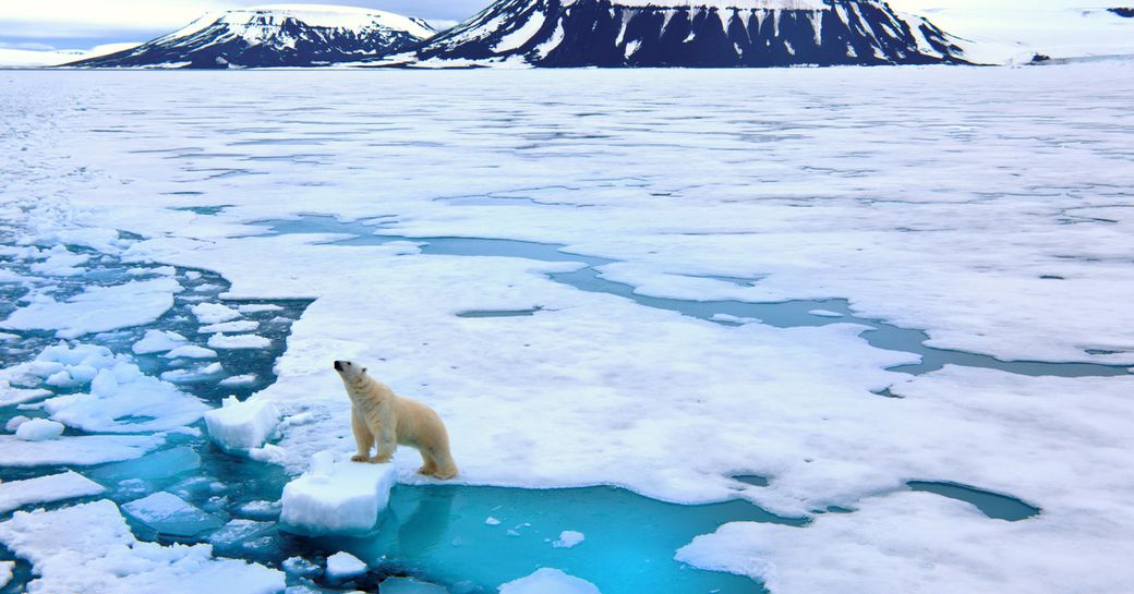 polar bear on the arctic ice in svalbad norway, first mission destination of superyacht rev ocean