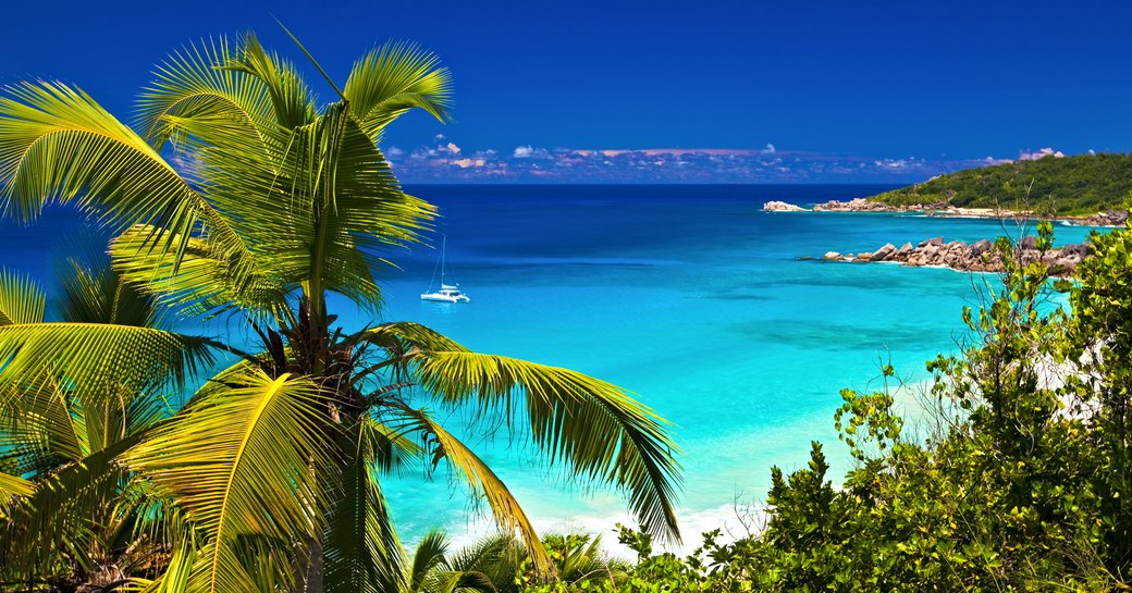 Seychelles palm trees beach