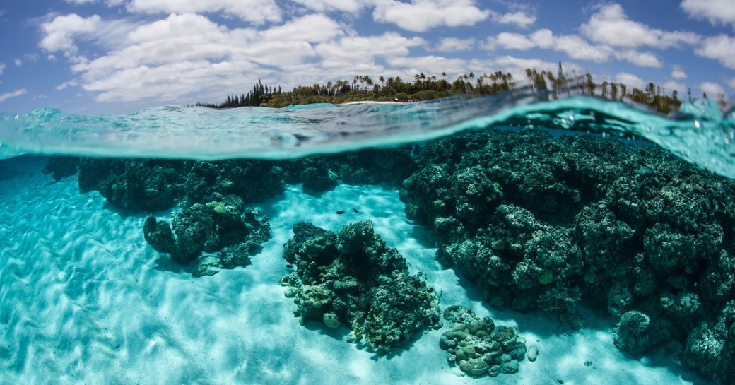Corals grow just under the surface of the water near Isle de Mare near New Caledonia