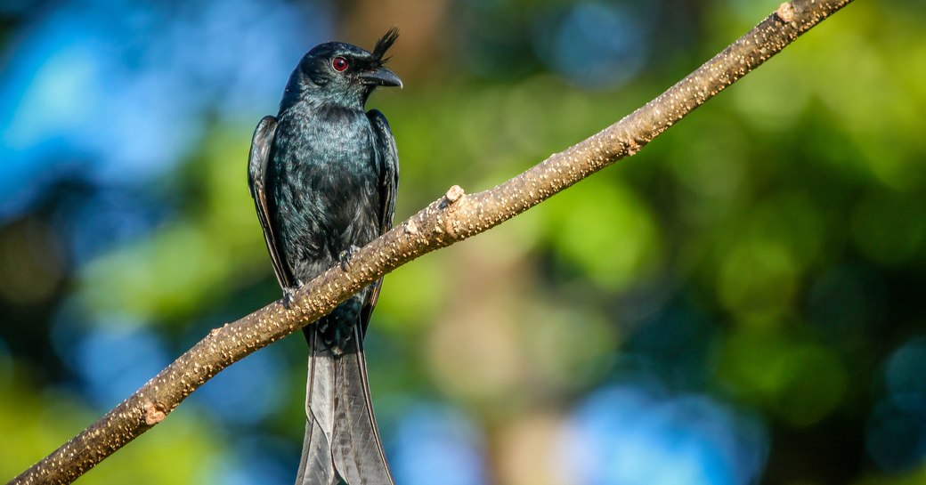 A crested drongo peched on a branch