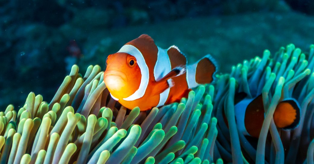 clownfish coral reef
