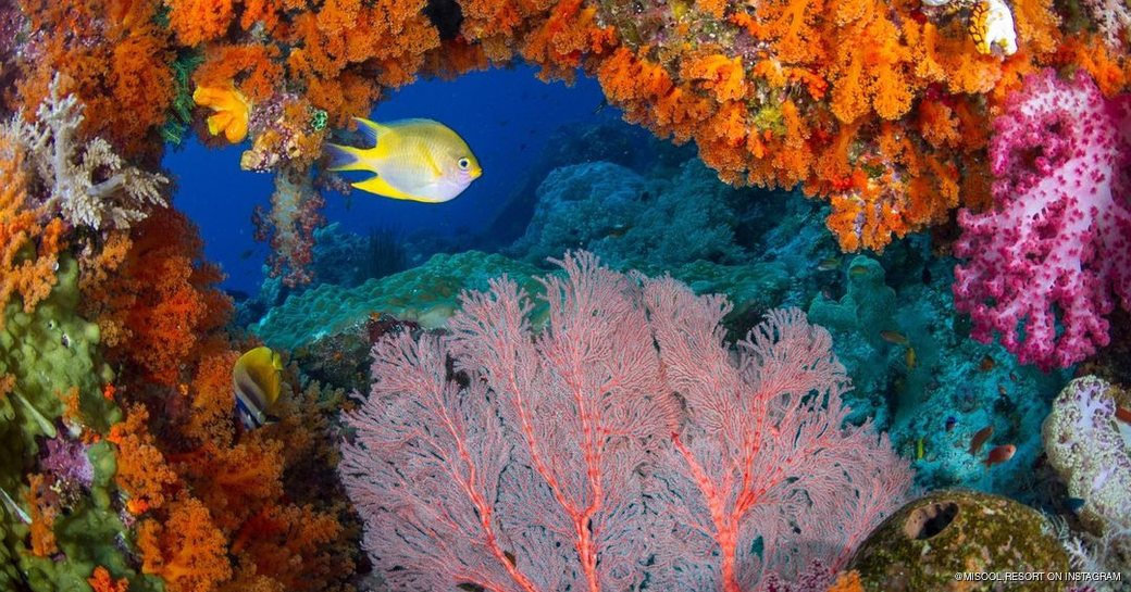 Reef of many different vibrant coral types with a yellow fish swimming between them 
