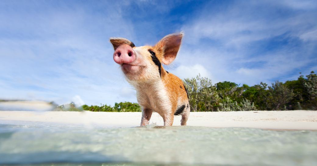 pig beach bahamas