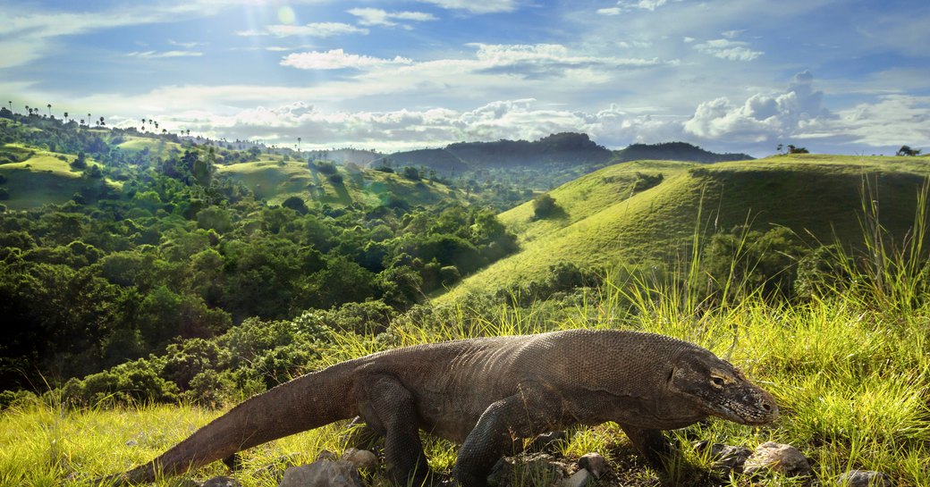 A Komodo Dragon rests on Komodo Island