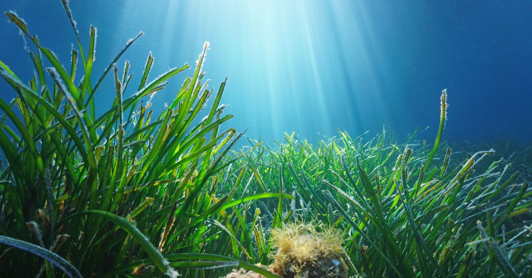 Seagrass in Mediterranean waters