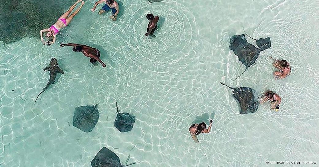 Group of people swimming with stringrays and sharks 