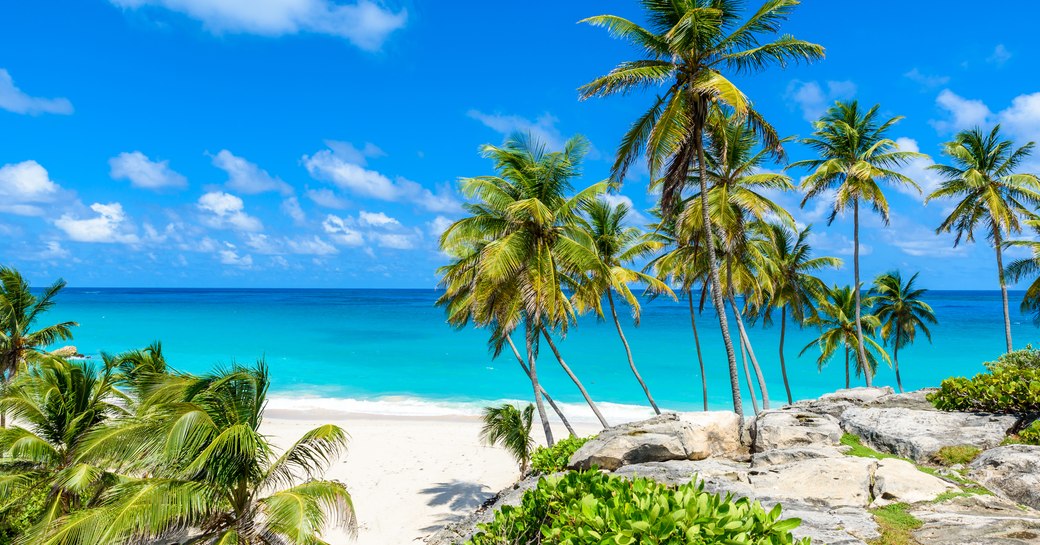 Caribbean beach and sea landscape with palm trees lining the shore