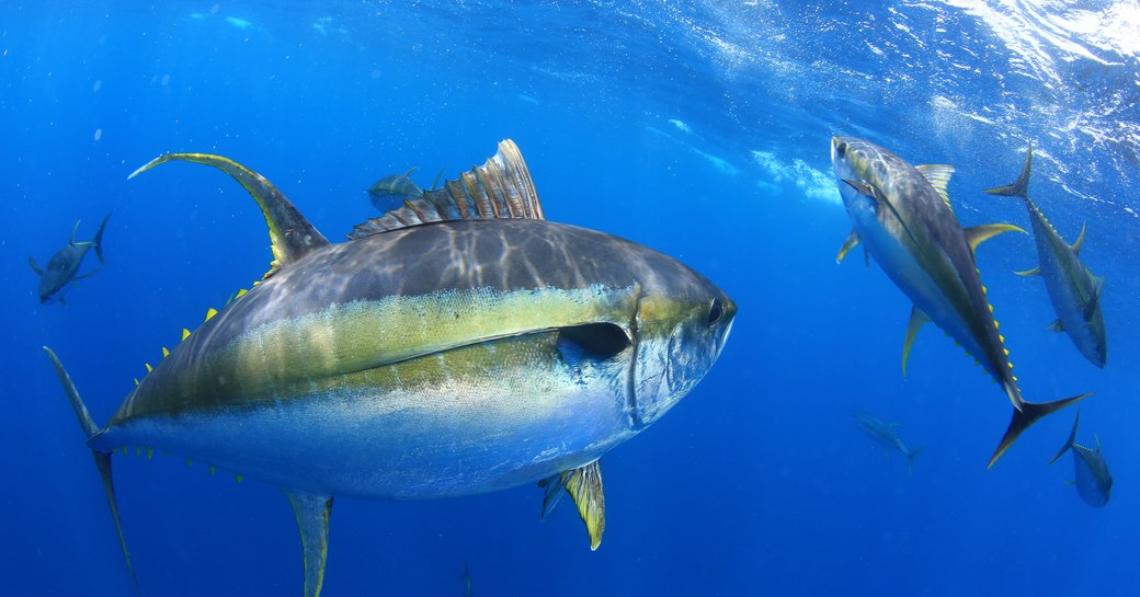 Big species of tuna swimming in the open sea