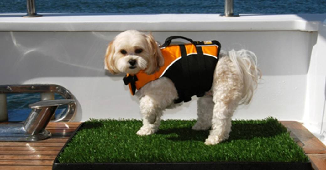 yacht for dogs singapore