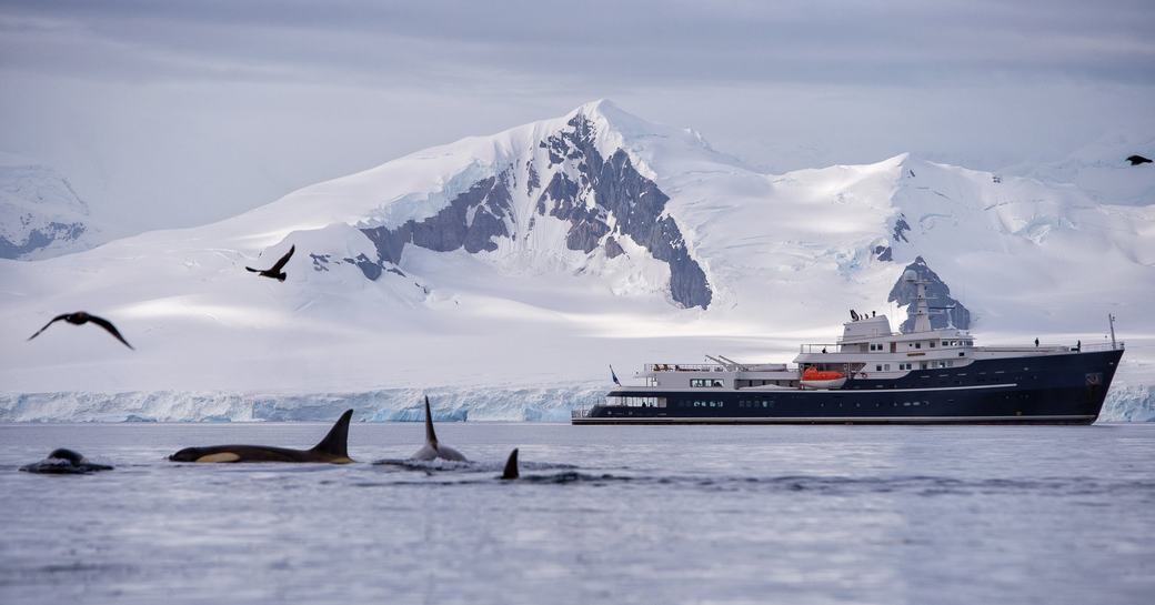 superyacht charter LEGEND cruising by some whales in Antarctica 