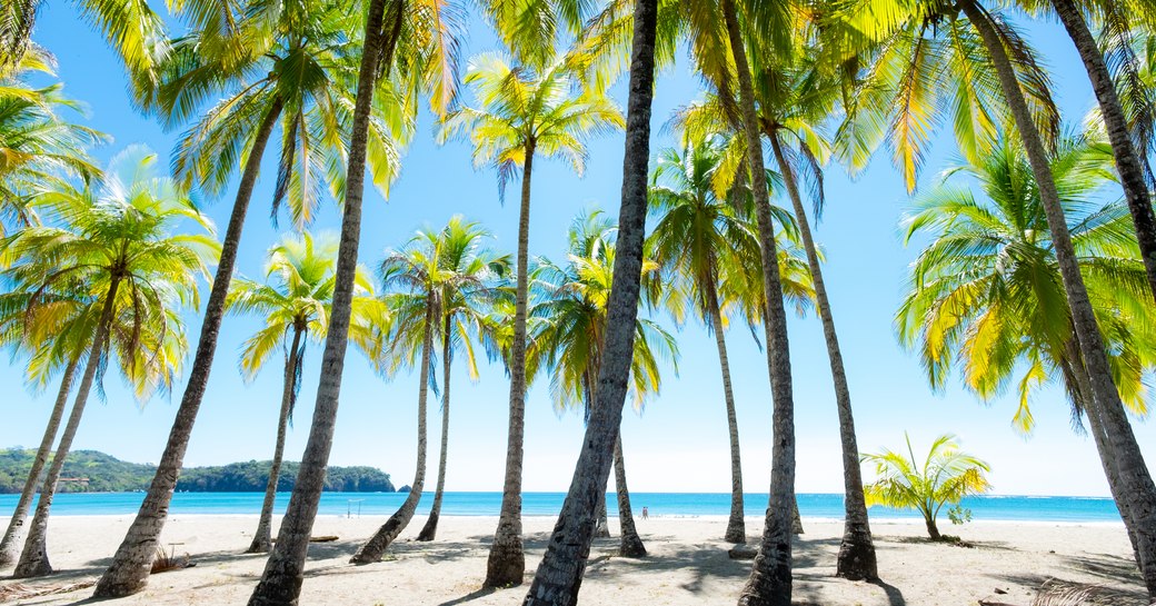 Beach with palm trees in Costa Rica