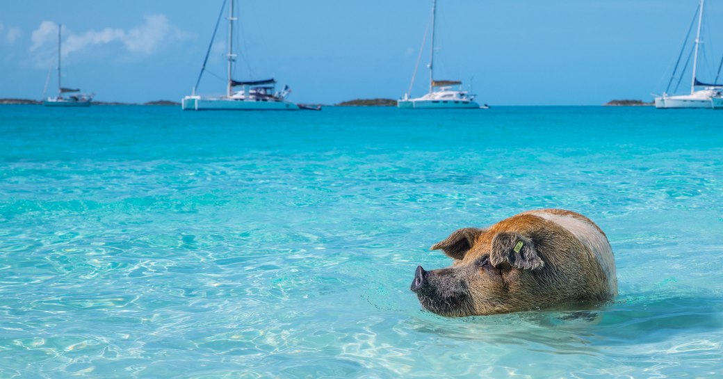 Swimming pigs in the Exumas, Bahamas