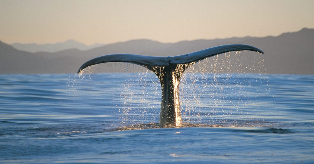 Whale fluke in the waters of New Zealand