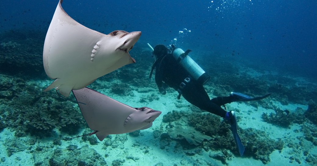 Spotted Eagle-rays and diver, Great Barrier Reef