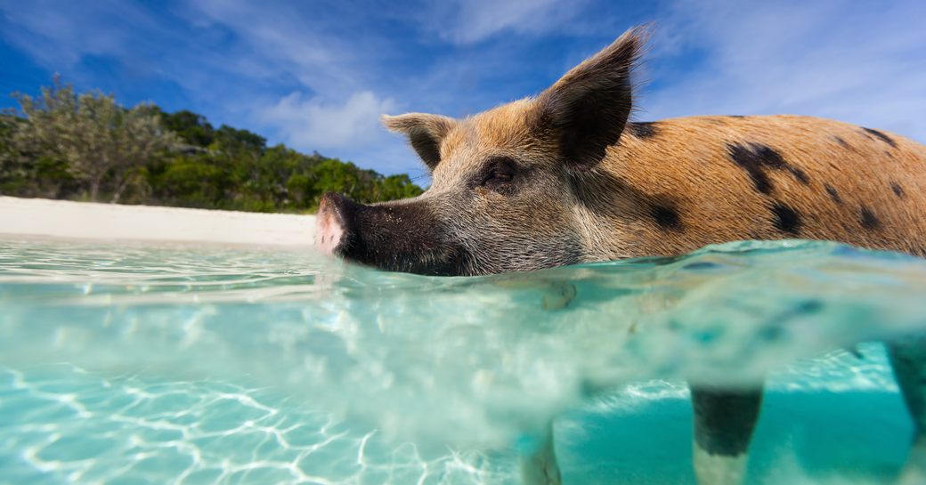 Swimming pigs of Bahamas