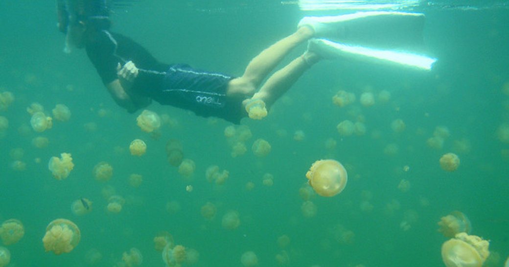 snorkel on a  than the human hand on a luxury yacht charter in the palau islands at jellyfish lake