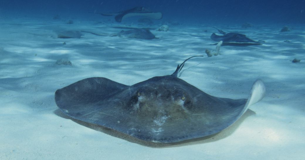 A southern ray sting ray in Antigua sea