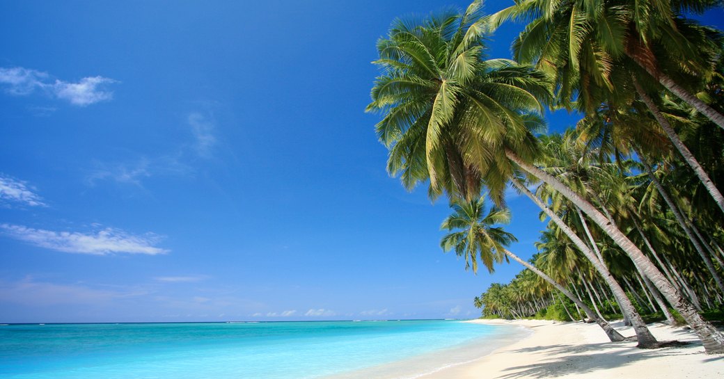 Beautiful tropical beach in the Bahamas with palm trees over white sand and turquoise water
