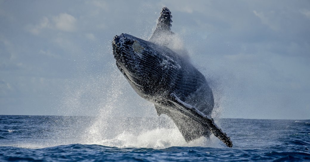 A whale caught in midair after projecting itself from below the waterline