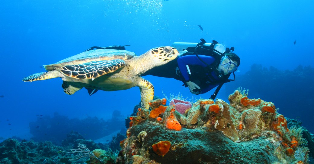 man snorkelling next to a turtle and colorful coral in raja ampat islands, indonesia