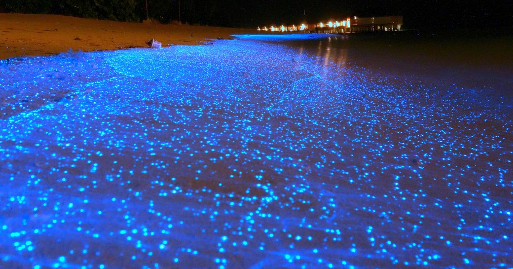bright blue glowing creatures up close on our amazing beach glowing blue on our maldives luxury yacht charter