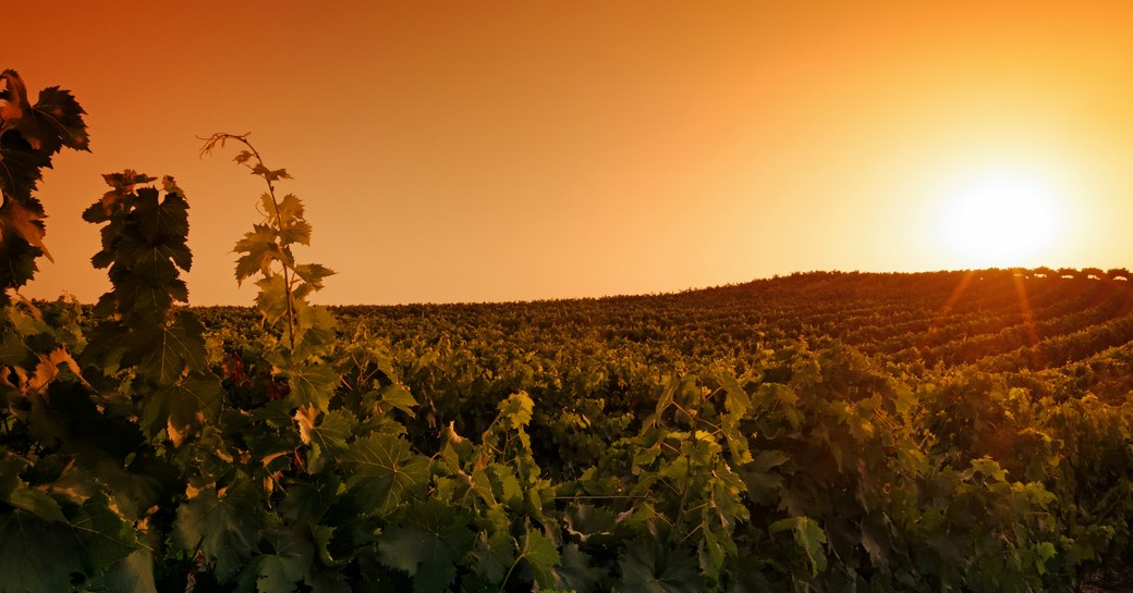 A beautiful Corsican vineyard at sunset