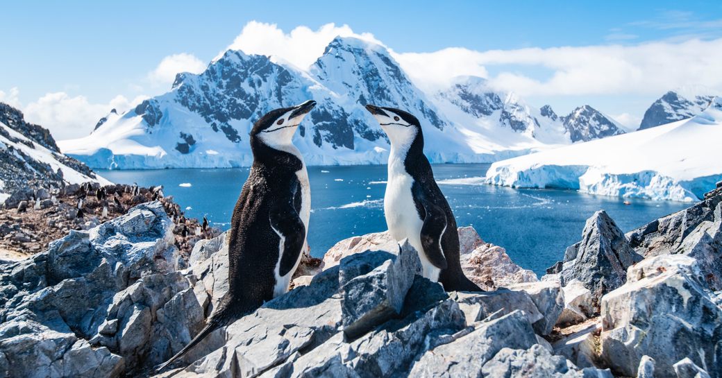 two penguins looking at each other in Antarctica with snowy topped mountains in the background