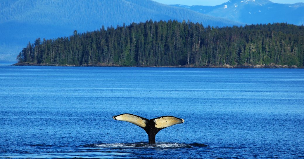 whale fin sticking out of the water in Alaska