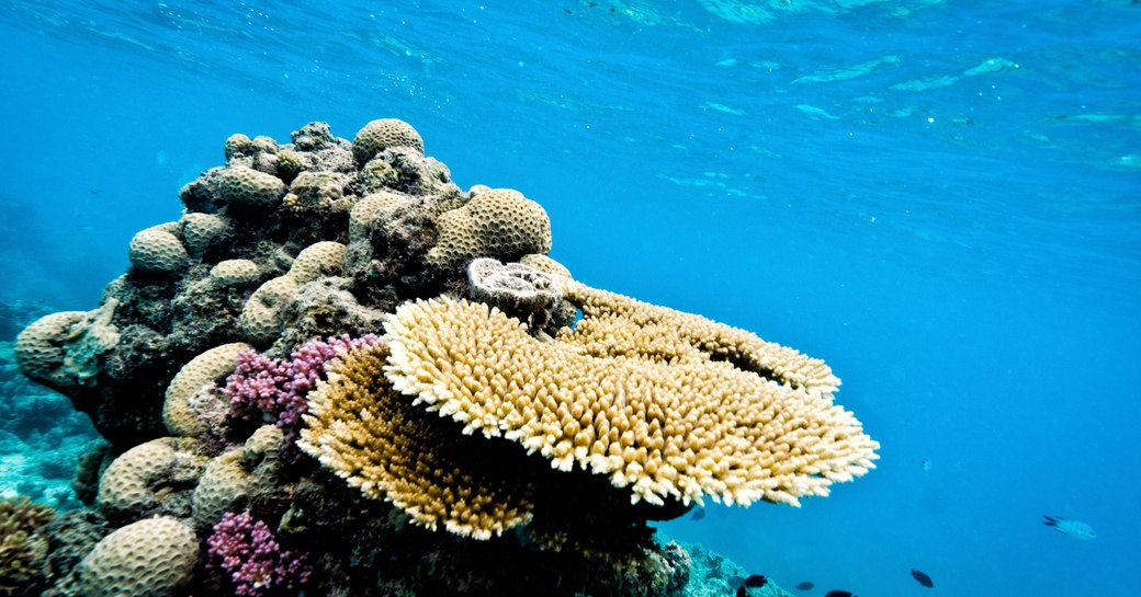 The great barrier reef in Australia 